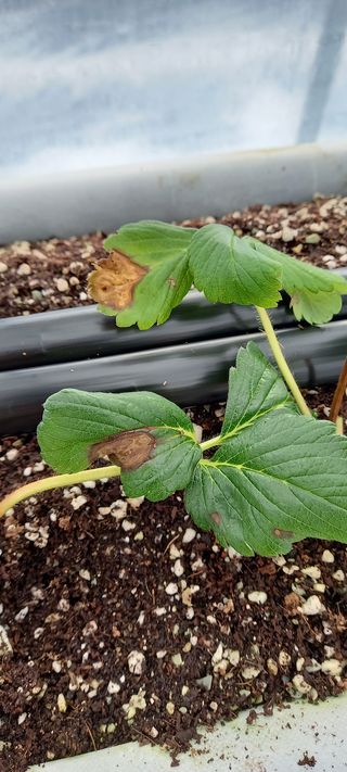 원심님의 딸기 · 병해충상담 작성글 사진