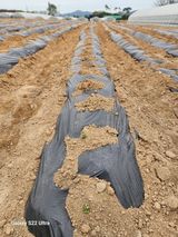 팜모닝 감자·자유게시판 게시글 이미지