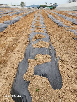 바테와 농장 우용구님의 감자 · 자유게시판 작성글 사진