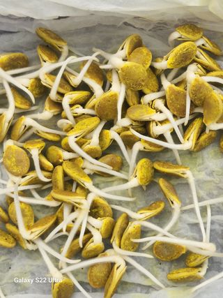 바테와 농장 우용구님의 감자 · 자유게시판 작성글 사진