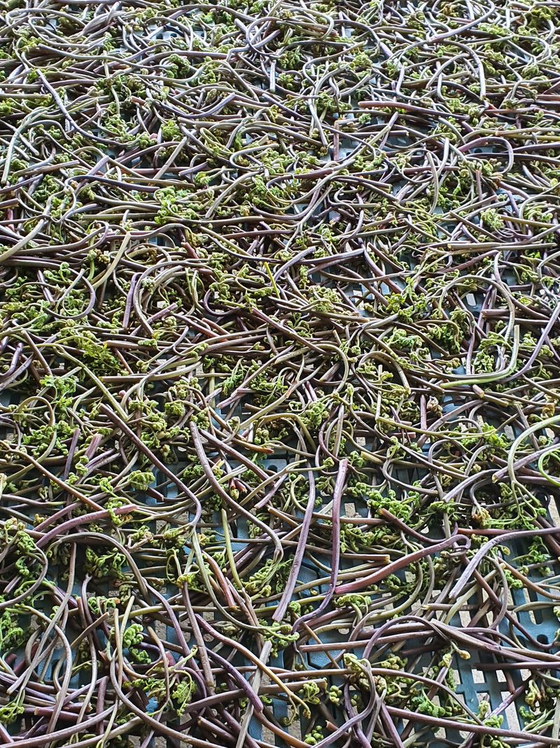 장터 상품 [고사리 600그램 ] 썸네일