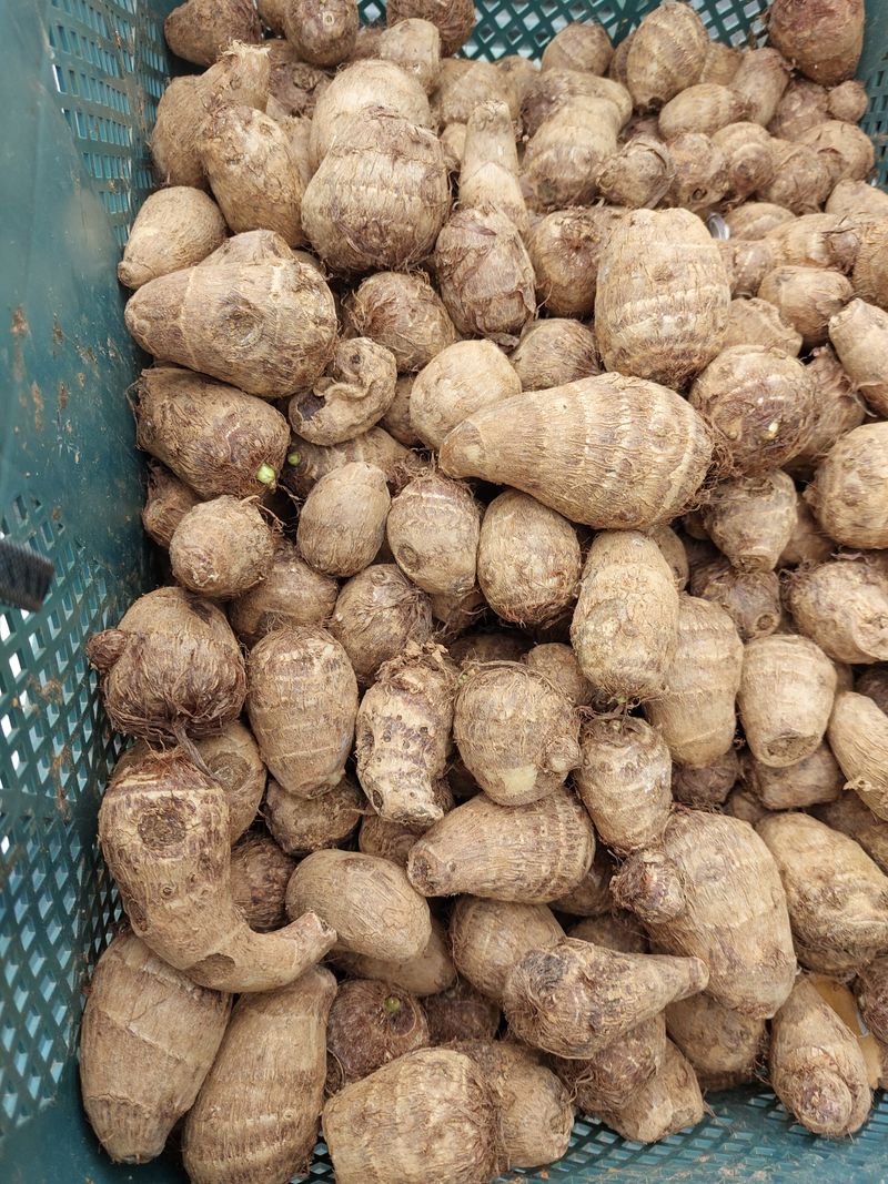 장터 상품 [토란 종자 20kg] 썸네일