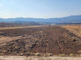 포항태추감님의 감 · 자유게시판 작성글 사진