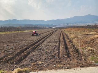 포항태추감님의 감 · 자유게시판 작성글 사진
