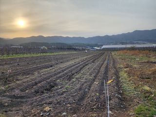 포항태추감님의 감 · 자유게시판 작성글 사진