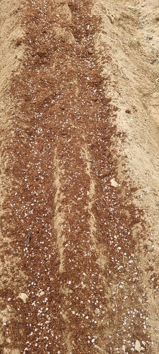 대삼팜스빌리지님의 파 · 자유게시판 작성글 사진