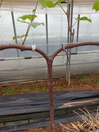 전성란님의 포도 · 자유게시판 작성글 사진