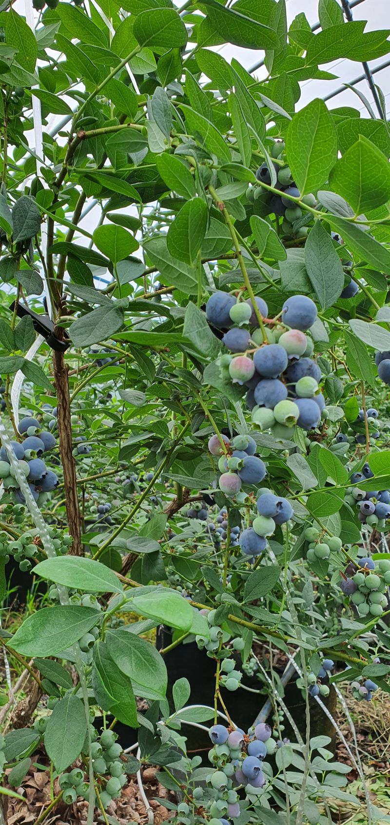 장터 상품 [블루베리] 썸네일