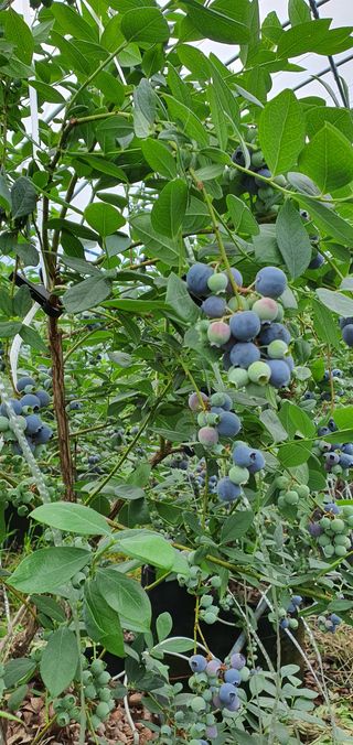 아리농원님의 작성글 사진