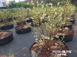 동우농장(김대욱)님의 블루베리 · 자유게시판 작성글 사진