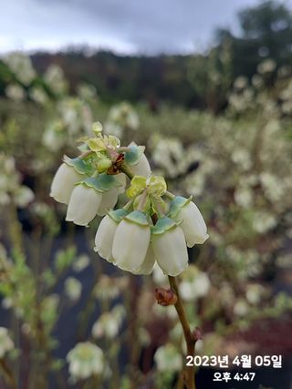 동우농장(김대욱)님의 블루베리 · 자유게시판 작성글 사진