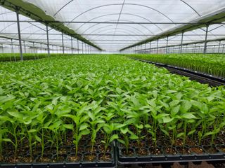 수박씨님의 고추 · 일상 작성글 사진