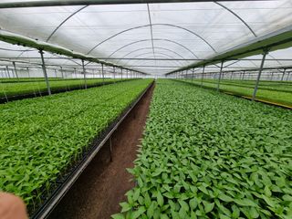 수박씨님의 고추 · 일상 작성글 사진