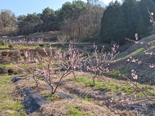 장흥식님의 복숭아 · 자유게시판 작성글 사진
