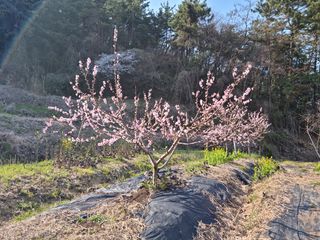 장흥식님의 복숭아 · 자유게시판 작성글 사진