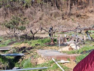 장흥식님의 복숭아 · 자유게시판 작성글 사진