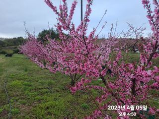 동우농장(김대욱)님의 복숭아 · 자유게시판 작성글 사진