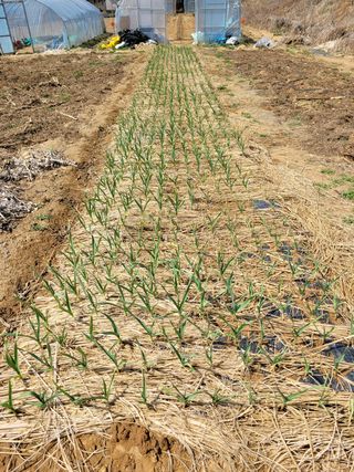 건달 농장(최승혁)님의 마늘 · 일상 작성글 사진