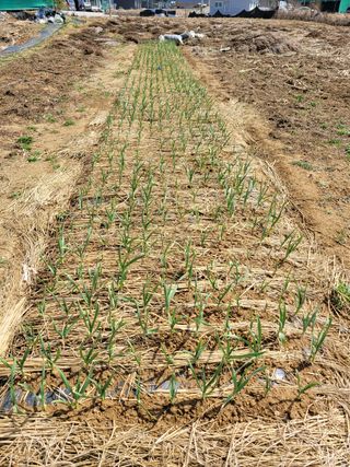 건달 농장(최승혁)님의 마늘 · 일상 작성글 사진