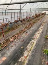 팜모닝 포도·병해충상담 게시글 이미지