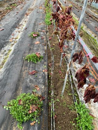 김태환님의 포도 · 병해충상담 작성글 사진