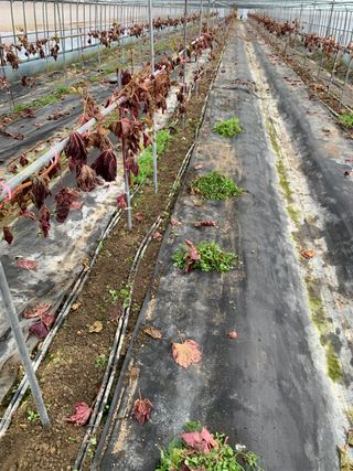 김태환님의 포도 · 병해충상담 작성글 사진
