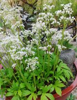 팜모닝 기타작물·자유게시판 게시글 이미지