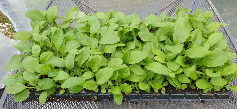 홍천산채농원 조원영님의 장터 판매 상품 [각종 산나물 모종,종근판매(눈개승마,섬엉겅퀴,겹삼잎국화,어수리)] 첨부 사진