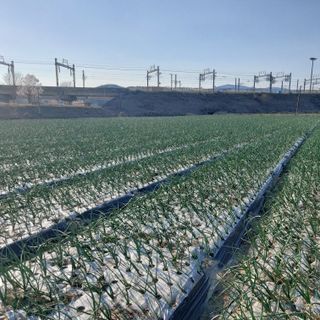 김대희님의 양파 · 병해충상담 작성글 사진