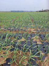 팜모닝 마늘·병해충상담 게시글 이미지