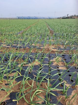 제주대정 방점순님의 마늘 · 병해충상담 작성글 사진