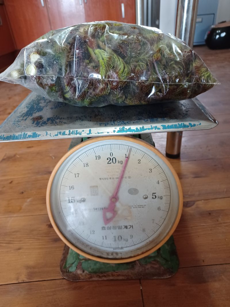 장터 상품 [참두릅 1kg] 썸네일