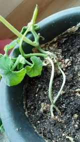 팜모닝 호박·병해충상담 게시글 이미지