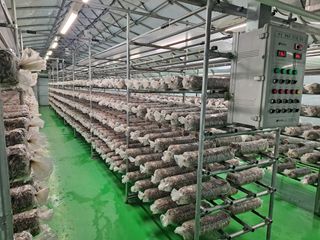 이학봉님의 버섯 · 일상 작성글 사진