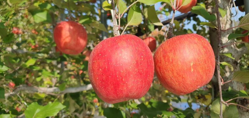 장터 상품 [부사 못난이 사과 10kg] 썸네일