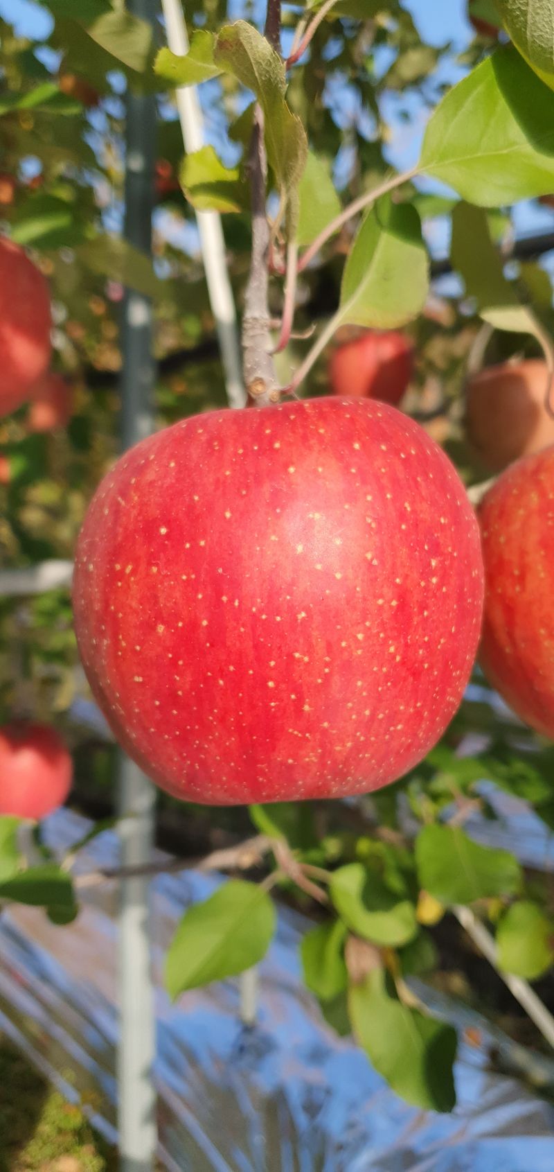 밝고맑음님의 장터 판매 상품 [부사 못난이 사과 10kg] 첨부 사진
