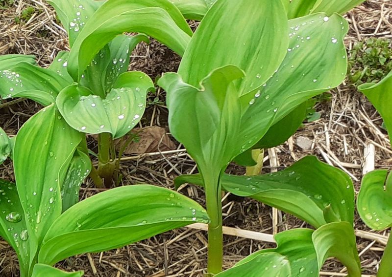 장터 상품 [명이나물(잎명이)2k] 썸네일