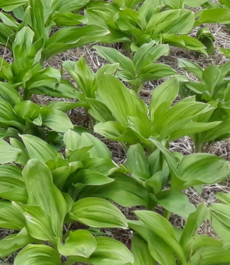 박성희님의 장터 판매 상품 [명이나물(잎명이)2k] 첨부 사진