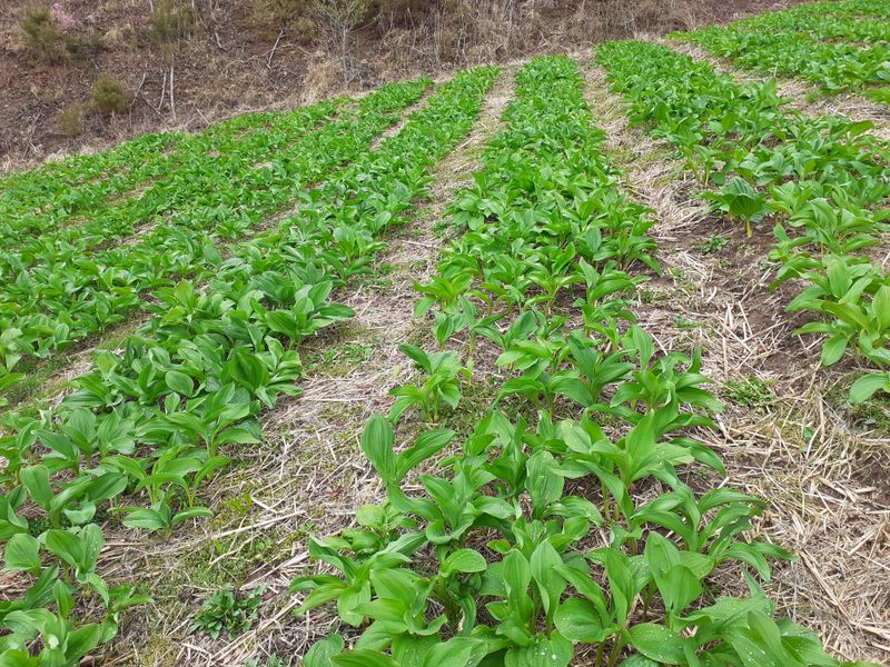 박성희님의 장터 판매 상품 [명이나물(잎명이)2k] 첨부 사진