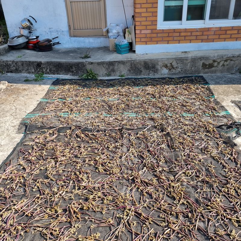 대봉매실 인생이막님의 장터 판매 상품 [자연산 햇고사리 600g1근 ] 첨부 사진