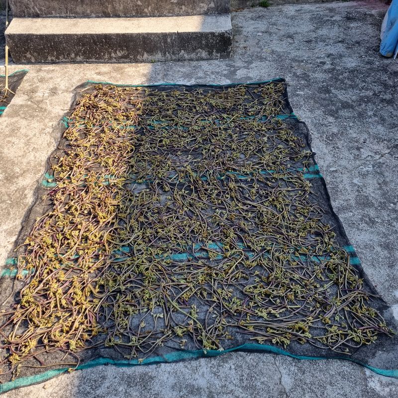 대봉매실 인생이막님의 장터 판매 상품 [자연산 햇고사리 600g1근 ] 첨부 사진