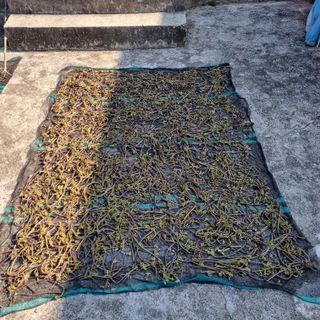 대봉매실 인생이막님의 작성글 사진