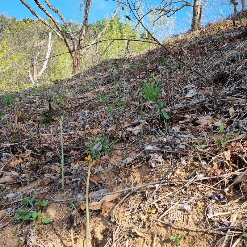 대봉매실 인생이막님의 장터 판매 상품 [자연산 햇고사리 600g1근 ] 첨부 사진
