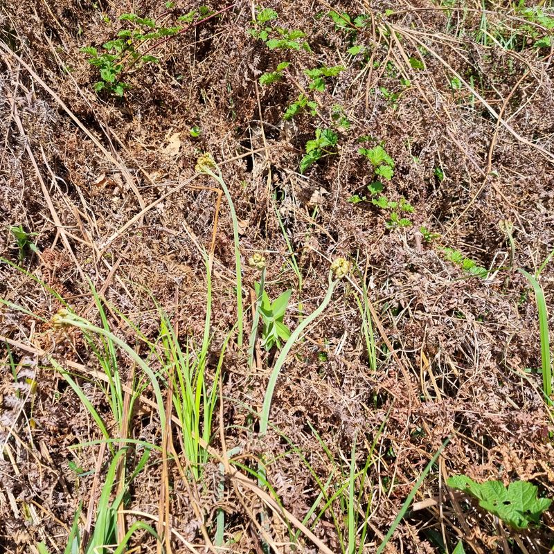 대봉매실주말농부님의 장터 판매 상품 [자연산 햇고사리 600g1근 ] 첨부 사진