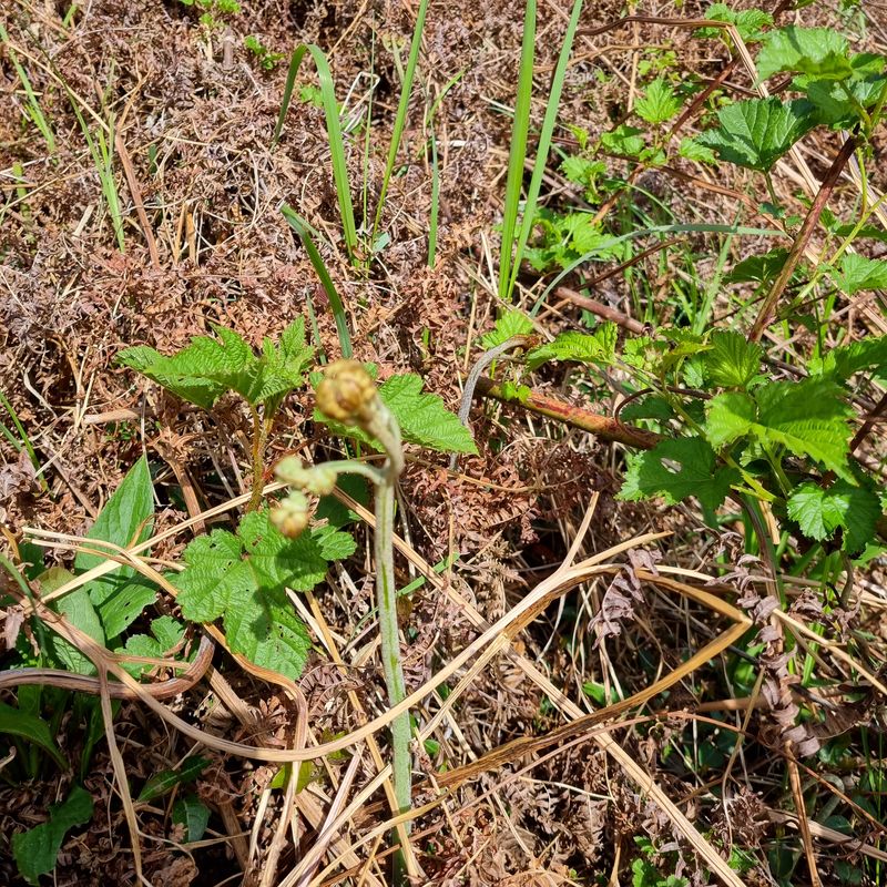대봉매실주말농부님의 장터 판매 상품 [자연산 햇고사리 600g1근 ] 첨부 사진