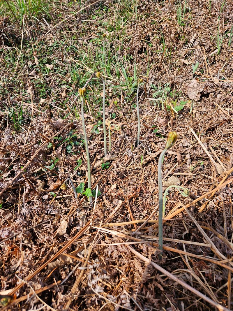 대봉매실 인생이막님의 장터 판매 상품 [자연산 햇고사리 600g1근 ] 첨부 사진