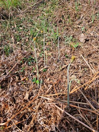 대봉매실 인생이막님의 작성글 사진