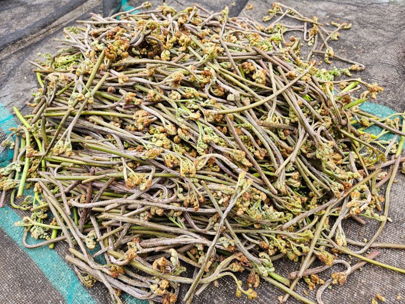 대봉매실 인생이막님의 장터 판매 상품 [자연산 햇고사리 600g1근 ] 첨부 사진