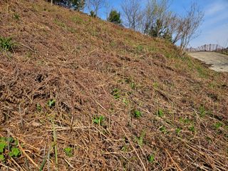 대봉매실 인생이막님의 작성글 사진