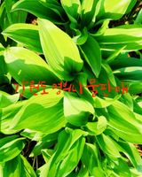 팜모닝 · 게시글 이미지